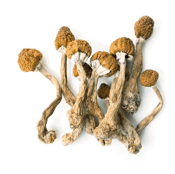 Liberty caps psilocybin magic mushrooms